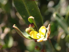 Cneorum tricoccon