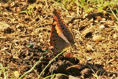 Charaxes saturnus saturnus