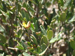 Cneorum tricoccon