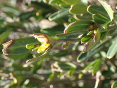 Cneorum tricoccon