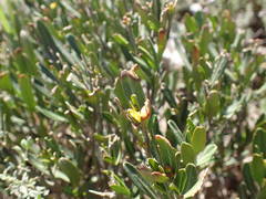 Cneorum tricoccon
