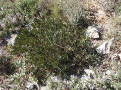 Cneorum tricoccon