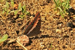 Charaxes saturnus saturnus