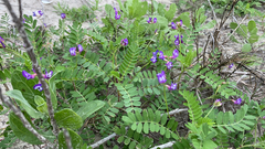 Astragalus leptocarpus