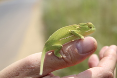 Chamaeleo dilepis