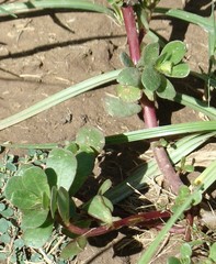 Portulaca oleracea