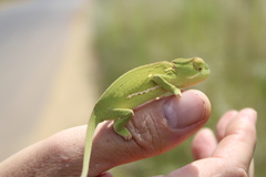 Chamaeleo dilepis