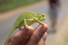 Chamaeleo dilepis