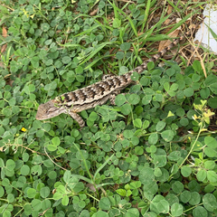 Sceloporus olivaceus