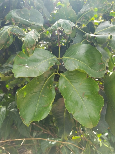 Intsia bijuga