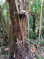 Syzygium thompsonii