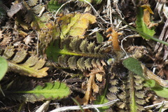 Leptinella squalida squalida