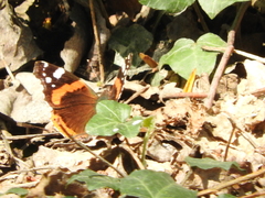Vanessa atalanta