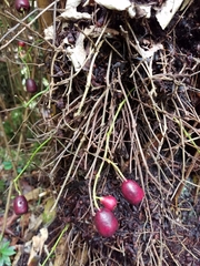 Syzygium thompsonii