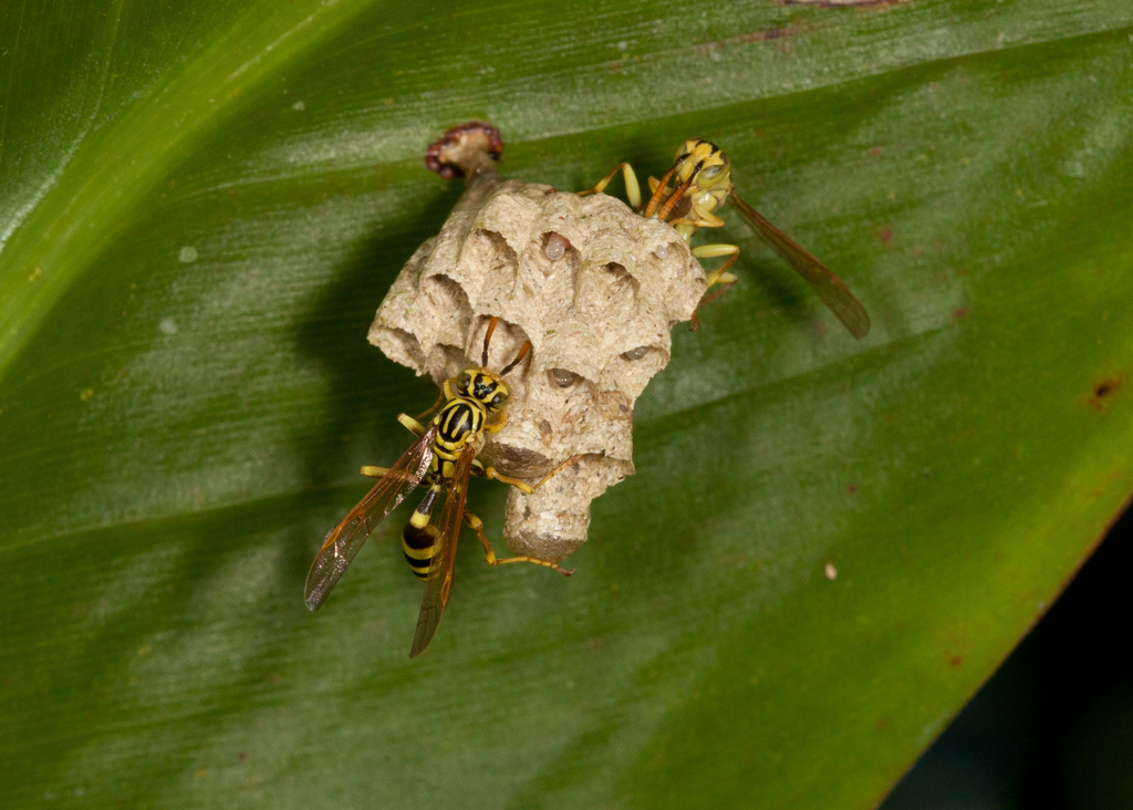 Mischocyttarus surinamensis