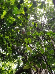 Syzygium thompsonii