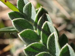 Astragalus incanus