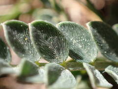 Astragalus incanus