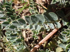 Astragalus incanus