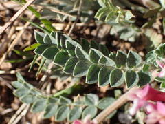 Astragalus incanus