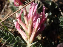 Astragalus incanus