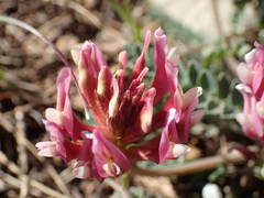 Astragalus incanus