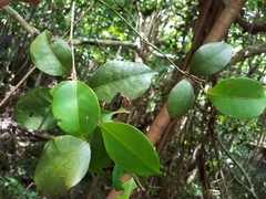 Syzygium thompsonii