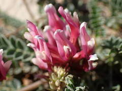 Astragalus incanus