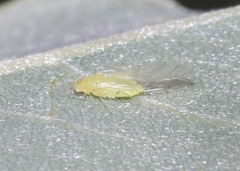 Appendiseta robiniae