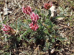 Astragalus incanus