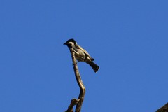 Melaniparus cinerascens