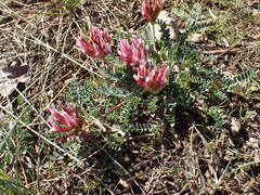 Astragalus incanus