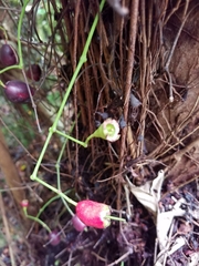 Syzygium thompsonii