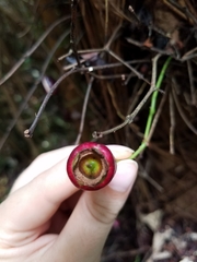 Syzygium thompsonii