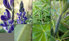 Lupinus micranthus