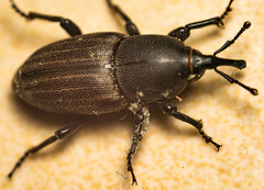 Sphenophorus striatopunctatus