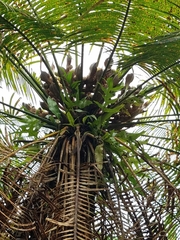 Cycas micronesica
