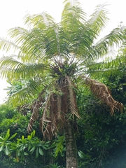 Cycas micronesica