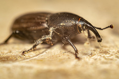 Sphenophorus striatopunctatus