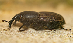 Sphenophorus striatopunctatus