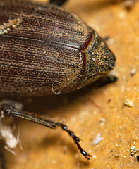 Sphenophorus striatopunctatus