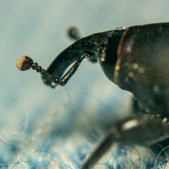 Sphenophorus striatopunctatus
