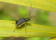 Paratriarius