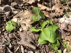 Trillium flexipes