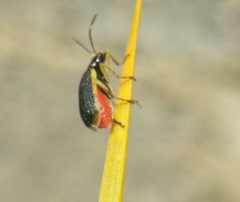 Paratriarius
