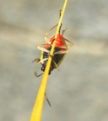 Paratriarius