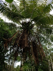 Cycas micronesica