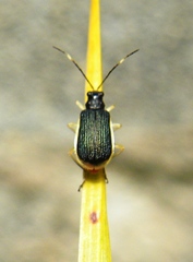 Paratriarius