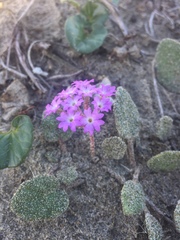 Abronia umbellata breviflora