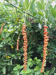 Citharexylum ellipticum